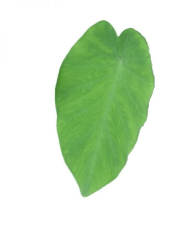 Arbi-leafs