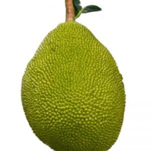 Jackfruit-Kathal