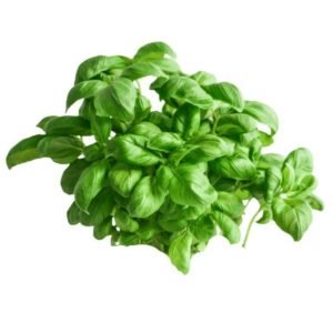 Basil-Leaf