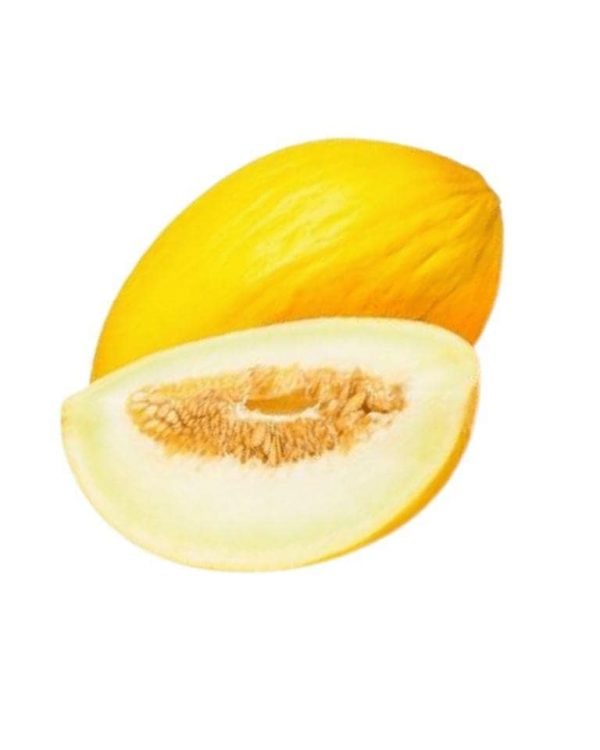 Sarda-Melon