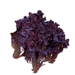 Lettuce-Red-ApnaSabji