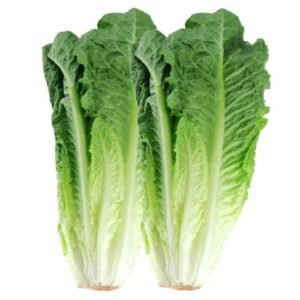 Lettuce Romaine-ApnaSabji