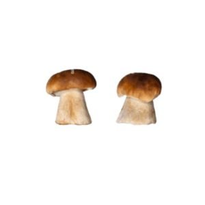 Buy Fresh Mushroom Ceps online