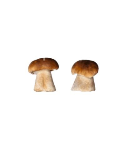 Buy Fresh Mushroom Ceps online