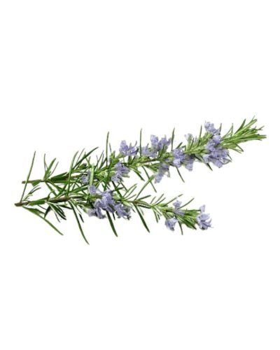 Buy online Rosemary Herb